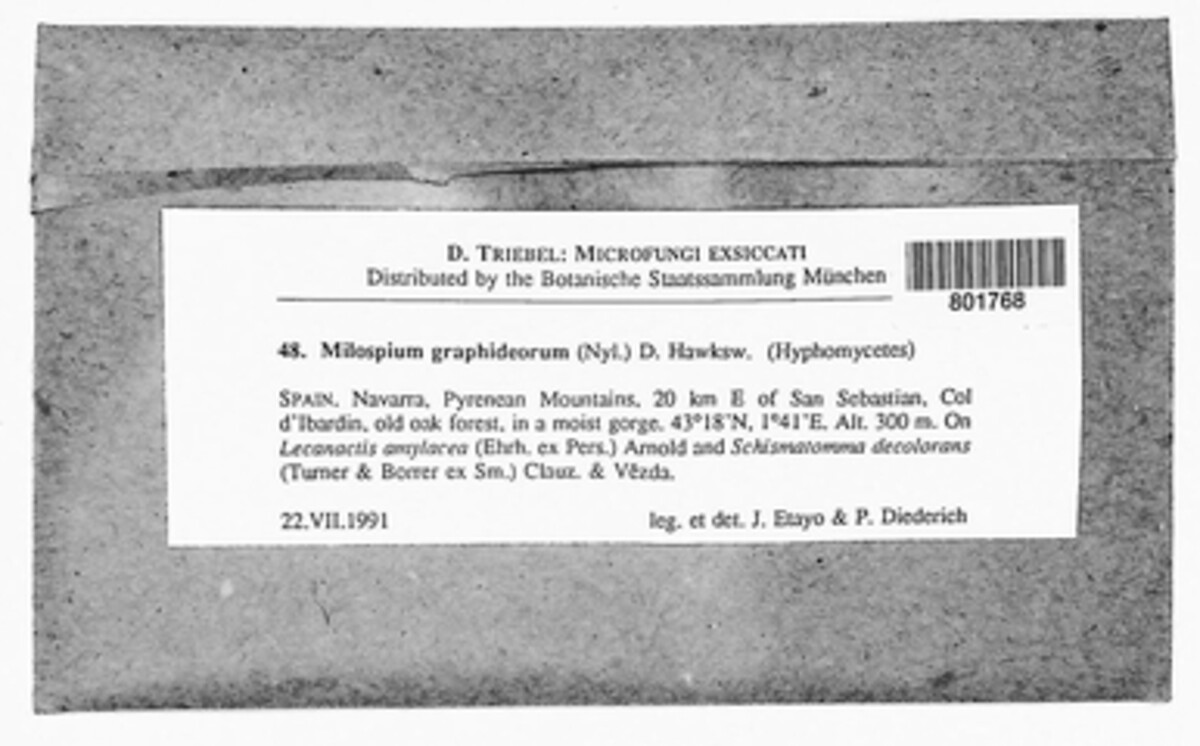 Milospium graphideorum image